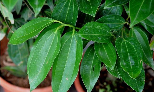 平安樹(shù)葉子發(fā)黑的原因，病蟲(chóng)害等三種原因造成