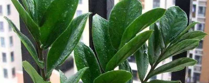 金錢樹(shù)夏天可以靠窗放嗎