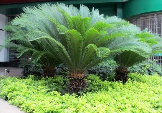 鐵樹開花是吉還是兇，預(yù)示生活美滿、大吉大利(吉兆)