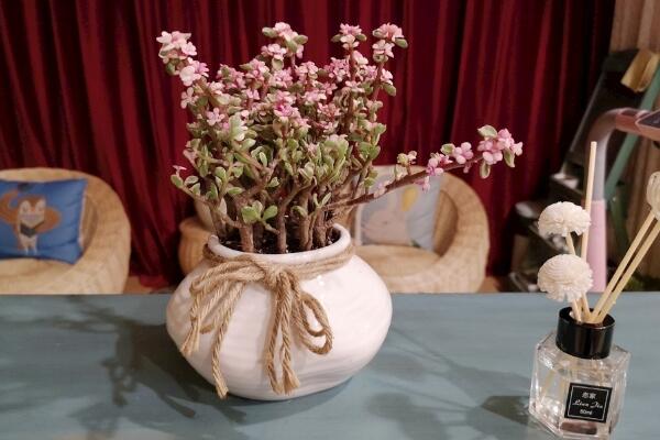 雅樂(lè)之舞夏天怎么澆水，保持土壤偏干燥