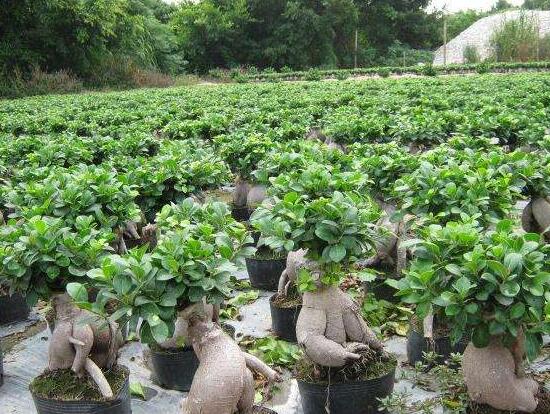 榕樹的功效與作用，榕樹八大功效與作用