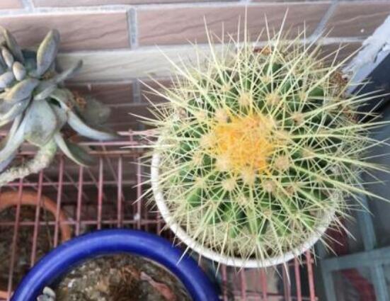 仙人球爛了怎么辦，及時修剪爛根、消毒/保持通風(fēng)透氣