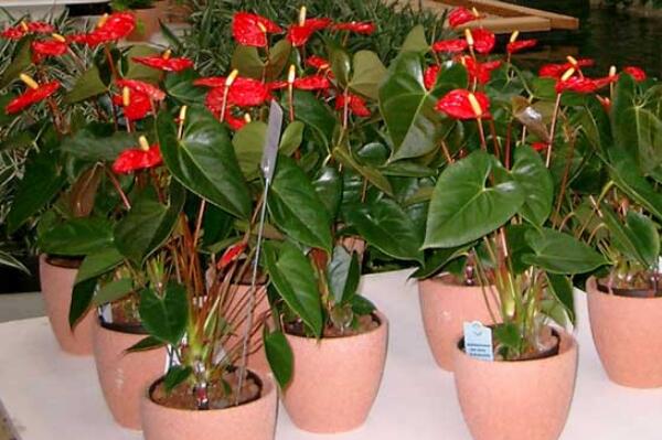 紅掌的催花方法，加強(qiáng)日常管理（溫度、光照、通風(fēng)、肥水）