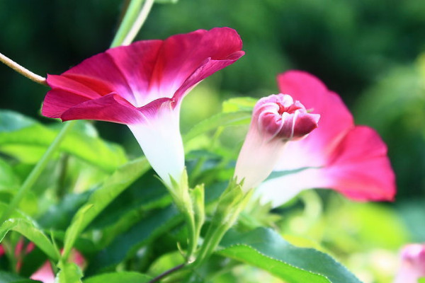 牽牛花結(jié)果了怎么辦