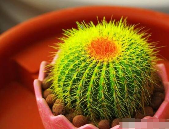 仙人球用什么肥料，鉀、磷肥為主，氮肥為輔