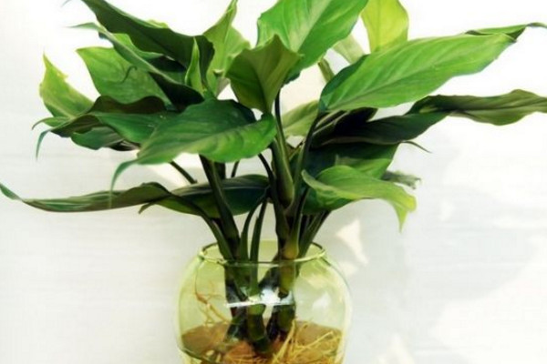 如何水養(yǎng)萬年青，掌握換水規(guī)律最重要