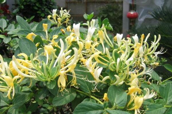 金銀花冬季如何修剪，小寒到立春之間進(jìn)行修剪