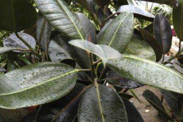 橡皮樹怎么移植，選擇透氣性較好的花盆很重要