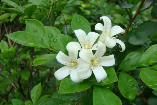 九里香快速粗枝，保證光照、養(yǎng)分充足