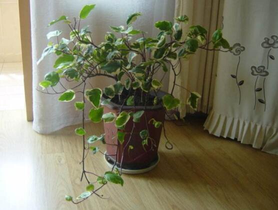 常春藤怎么養(yǎng)長(zhǎng)得壯，只需要做好五個(gè)要點(diǎn)即可