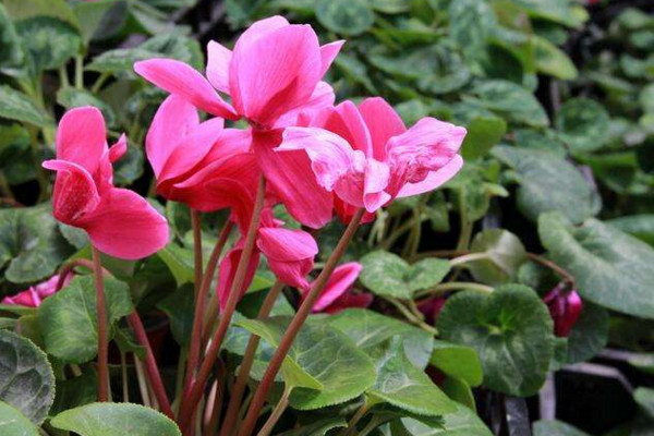 仙客來(lái)花怎么養(yǎng)