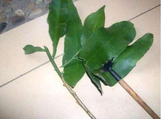 曇花葉插注意事項(xiàng)，只需要注意這五點(diǎn)即可