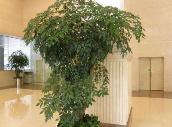 幸福樹(shù)的養(yǎng)殖方法，老農(nóng)教你八大基本養(yǎng)殖方法