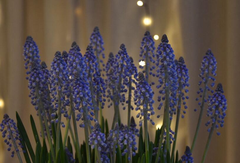 風(fēng)信子花期是什么時(shí)候，不同的品種不同的時(shí)間