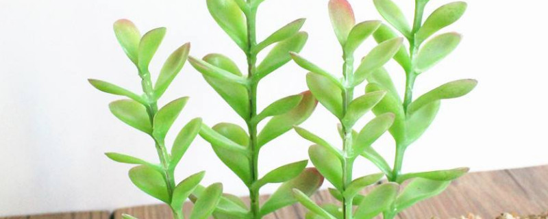 多肉金錢樹(shù)的養(yǎng)殖方法