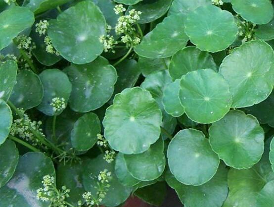 銅錢草放哪里招財(cái)，教你四個(gè)擺放最佳位置