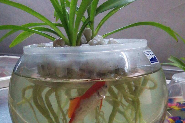 水培滴水觀音能養(yǎng)魚(yú)嗎