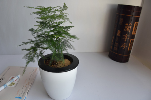 文竹冬天怎么澆水，保持土壤偏干燥即可