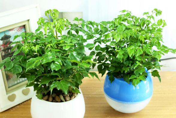 小幸福樹室內(nèi)養(yǎng)殖方法，必須要掌握的5大要點(diǎn)