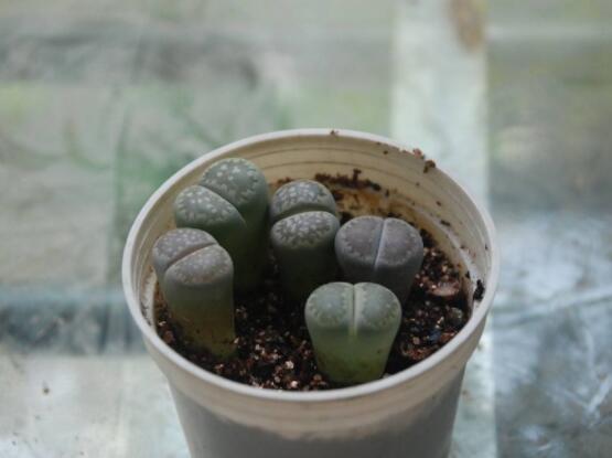 生石花用什么盆好，陶盆、泥瓦盆、紫砂盆任選其一(深盆)