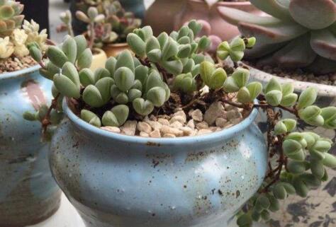 碧玉蓮如何度夏，最主要的是不要隨意澆水