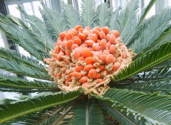 鐵樹開花后會(huì)死嗎，鐵樹開花的征兆是什么