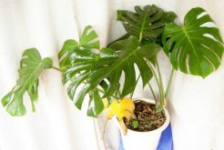 龜背竹怎么養(yǎng)護(hù)，龜背竹日常養(yǎng)護(hù)5大技巧