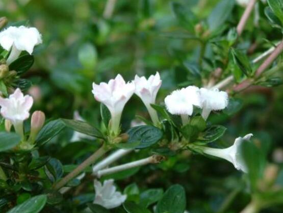 六月雪葉子軟了變黑怎么辦，教你兩種最直觀有效解決方法