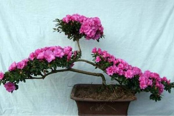 盆栽桃花如何修剪，4步即可完成桃花的修剪