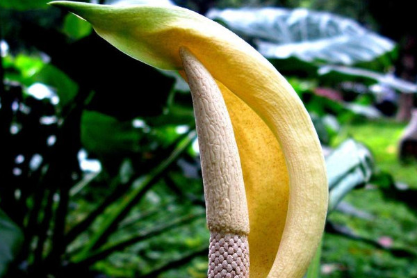 滴水觀音夏天的養(yǎng)殖方法