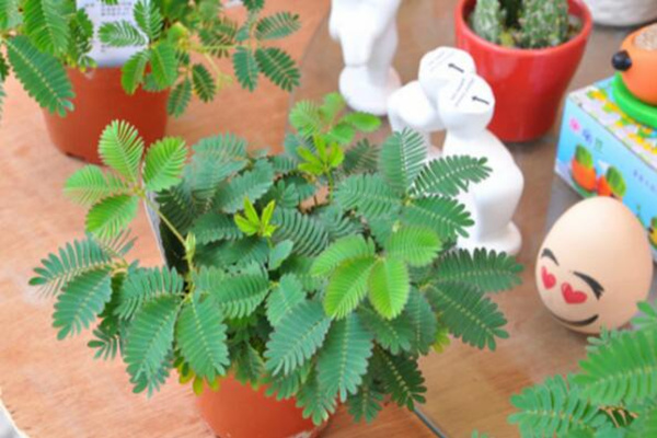 家里能養(yǎng)含羞草嗎，不能養(yǎng)（引起脫發(fā)、導致孕婦流產(chǎn)）