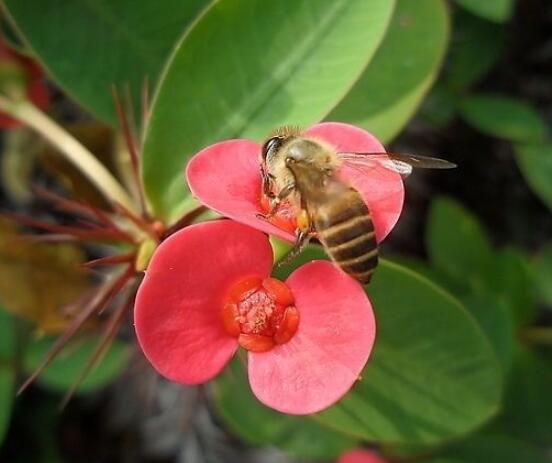 養(yǎng)虎刺梅不吉利嗎，導致全家霉運不斷、影響身體健康
