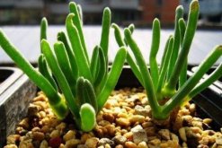 碧光環(huán)怎么養(yǎng)殖，5步教你養(yǎng)好碧光環(huán)