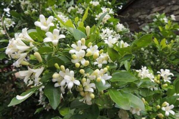 新買(mǎi)的九里香怎樣上盆