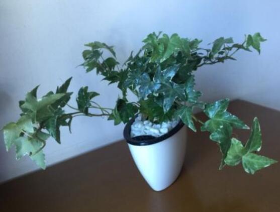 常春藤葉片干枯怎么救，老農(nóng)總結(jié)三種最有效解決辦法