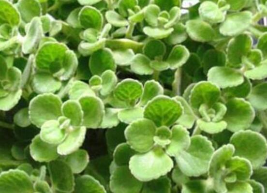 碰碰香扦插方法，教你六點步驟扦插爆盆