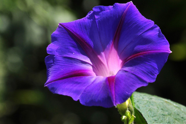 牽?；艹詥? src="/nongchan/d/file/20201223/nnakpzxzscp.jpg" / data-ZAOi="G8pkoO"></p>
<p data-1NN0="6JjvCx">
	牽牛花有很強(qiáng)的觀賞價(jià)值，它的花型變化多樣，花色豐富多彩，可以將其用于庭院圍墻以及高速道路護(hù)坡的綠化中，它有美化環(huán)境的作用，矮生品種的牽牛花，還可以作為盆栽和吊盆養(yǎng)護(hù)在家中。</p>
<p data-oJq2="Wgwt1b">
	<strong data-hfED="IOqJes">3、植株特征</strong></p>
<p data-cB8s="URgDp6">
	牽?；ㄊ切茽颗俚囊荒晟p繞草本植物，它的莖上被倒向的短柔毛及雜有倒向或開展的長(zhǎng)硬毛，葉子形狀為寬卵形或近圓形，而且有深或淺的3-5裂，它的花期一般在夏季，花朵狀如喇叭，花色十分豐富。</p>
<p data-rCY9="L8JbWT">
	<strong data-kqB0="YdkALo">4、生長(zhǎng)習(xí)性</strong></p>
<p data-WiOn="g5h3GV">
	<img alt=