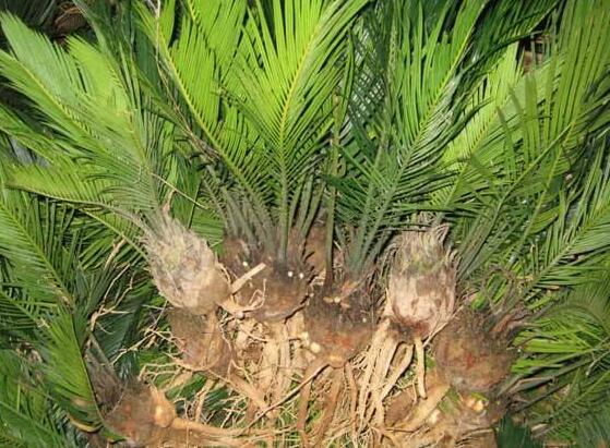 鐵樹葉子發(fā)黃怎么辦，鐵樹葉子發(fā)黃解決辦法