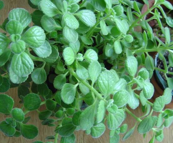 碰碰香的養(yǎng)殖方法，土壤陽光澆水施肥修剪病蟲害缺一不可