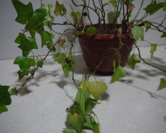 常春藤爛根怎么辦，常春藤爛根的原因及處理方法