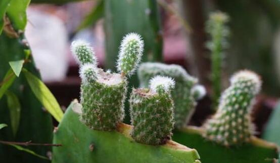 仙人掌的繁殖方法，扦插繁殖簡(jiǎn)單/存活率高(合適推薦)