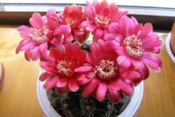 仙人球花和曇花的區(qū)別，顏色、大小、花瓣都可以進行區(qū)分