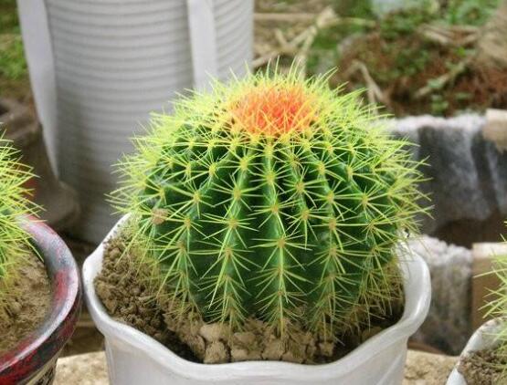 仙人球的寓意，寓意著外表堅強而內(nèi)心柔軟