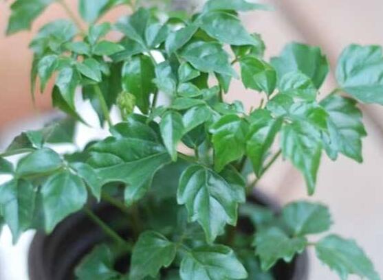 幸福樹種子怎么種，教你六大簡單步驟即可學(xué)會(huì)