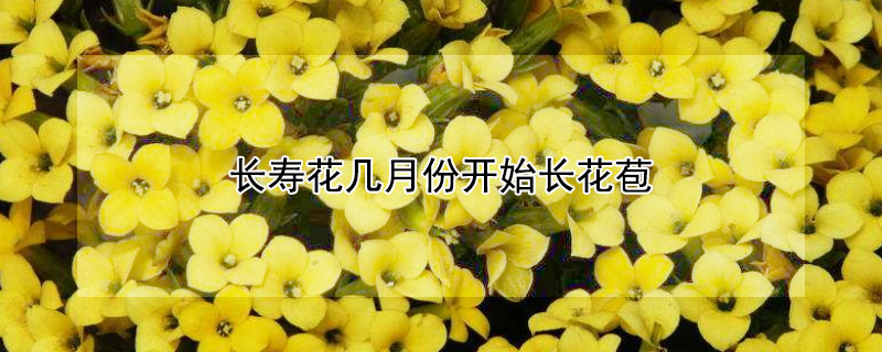 長(zhǎng)壽花幾月份開始長(zhǎng)花苞