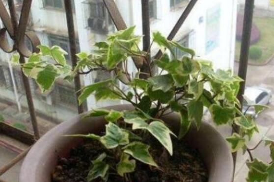 常春藤怎么扦插，做好六大要點(diǎn)存活率百分百