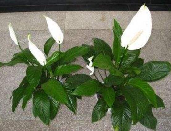 一帆風(fēng)順花蔫了怎么辦，教你四種解決辦法(花大色艷)