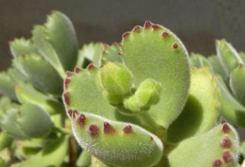 熊童子的花語(yǔ)和傳說(shuō)，玲瓏優(yōu)雅和綠色山珍美好寓意