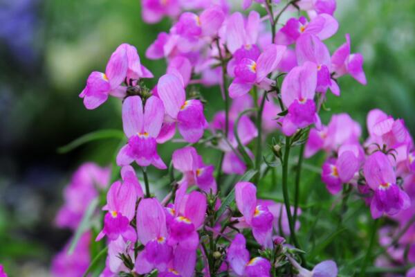 香雪球發(fā)芽后怎么養(yǎng)護(hù)