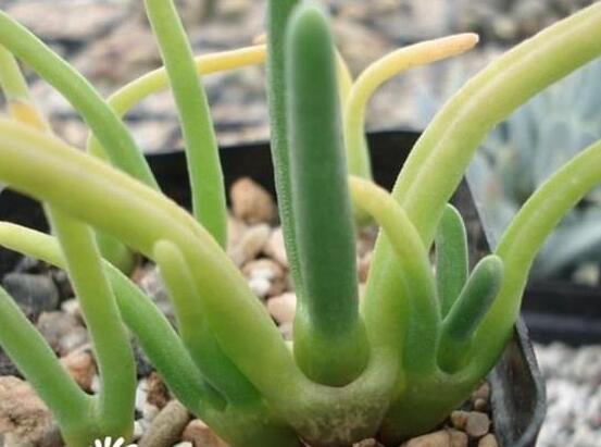 碧光環(huán)種植方法，擇健康種子、保水保肥土壤/淺盆為主